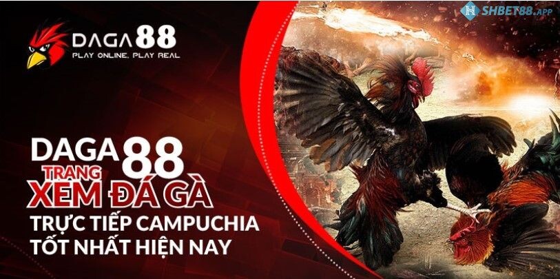 Giải thích đá gà 88 là gì?