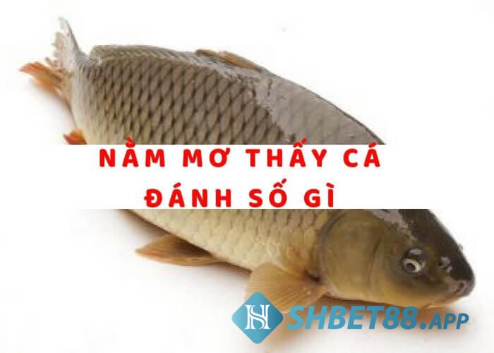 Nằm mơ thấy cá đánh số mấy phát tài?