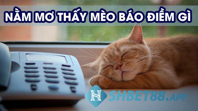 Ngủ mơ thấy mèo có điềm báo gì?