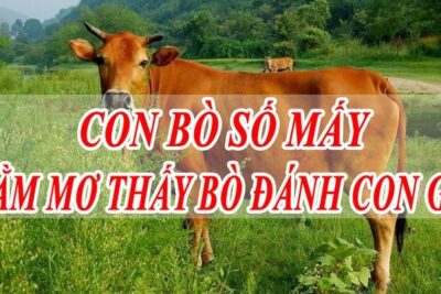 Nằm mơ thấy bò là điềm báo gì? Đánh lô con nào may mắn?