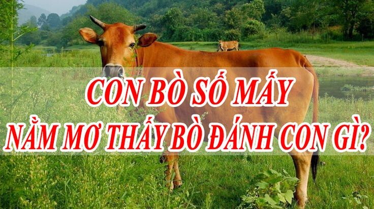 Nằm mơ thấy bò đánh con gì?